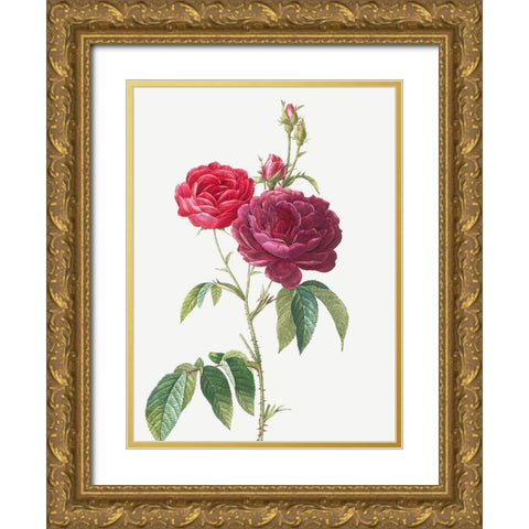 Purple French Rose, Rosa gallica purpuro violacea magna Gold Ornate Wood Framed Art Print with Double Matting by Redoute, Pierre Joseph