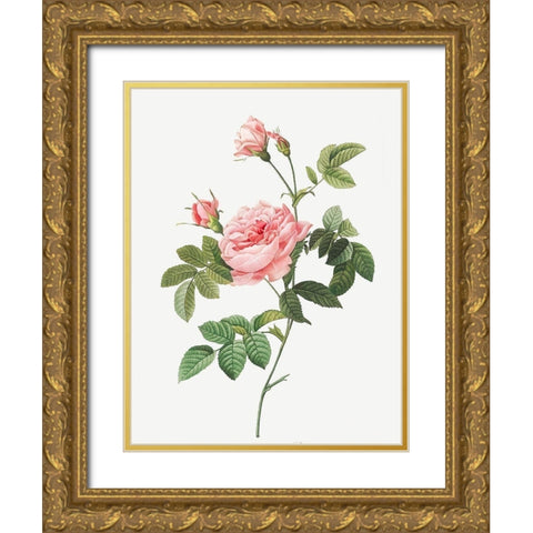 Boursault Rose, Rose Turbine without Thorns, Rosa Inermis Gold Ornate Wood Framed Art Print with Double Matting by Redoute, Pierre Joseph
