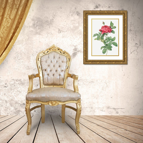 Rosa Gallica Pontiana, Bridge Rose Gold Ornate Wood Framed Art Print with Double Matting by Redoute, Pierre Joseph