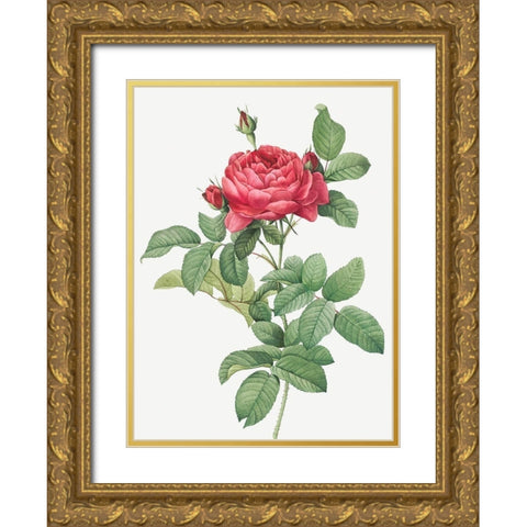Rosa Gallica Pontiana, Bridge Rose Gold Ornate Wood Framed Art Print with Double Matting by Redoute, Pierre Joseph