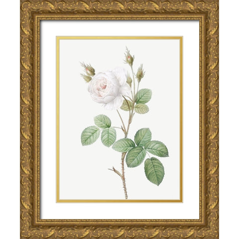 White Moss Rose, Misty Roses with White Flowers, Rosa muscosa alba Gold Ornate Wood Framed Art Print with Double Matting by Redoute, Pierre Joseph