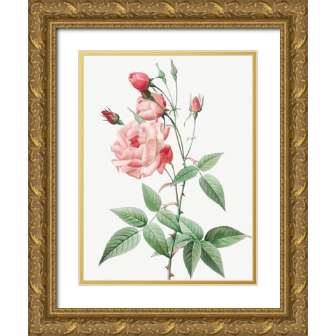 Old Blush China, Common Rose of India, Rosa Indica Vulgaris Gold Ornate Wood Framed Art Print with Double Matting by Redoute, Pierre Joseph