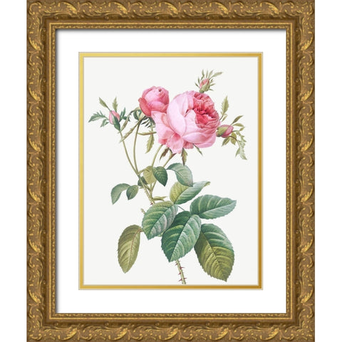 Rose de Mai, Rosa centifolia foliacea Gold Ornate Wood Framed Art Print with Double Matting by Redoute, Pierre Joseph