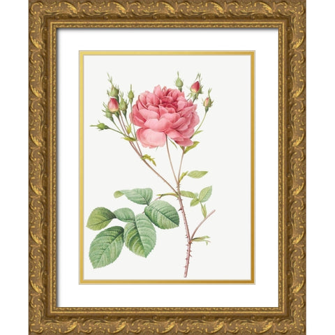 Cumberland Rose, Rosa Centifolia Anglica Rubra Gold Ornate Wood Framed Art Print with Double Matting by Redoute, Pierre Joseph