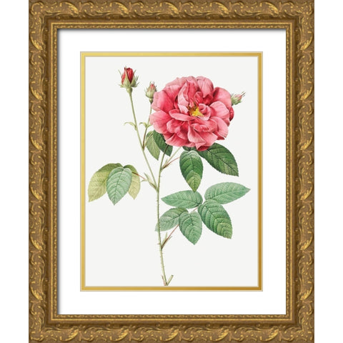 French Rose, Ordinary Provins Rosebush, Rosa galluca offuenalis Gold Ornate Wood Framed Art Print with Double Matting by Redoute, Pierre Joseph