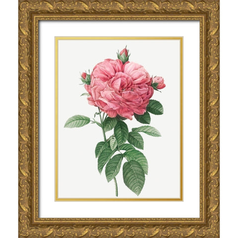 Giant French Rose Bloom, Provins rosebush with gigantic flower, Rosa gallica flore giganteo Gold Ornate Wood Framed Art Print with Double Matting by Redoute, Pierre Joseph