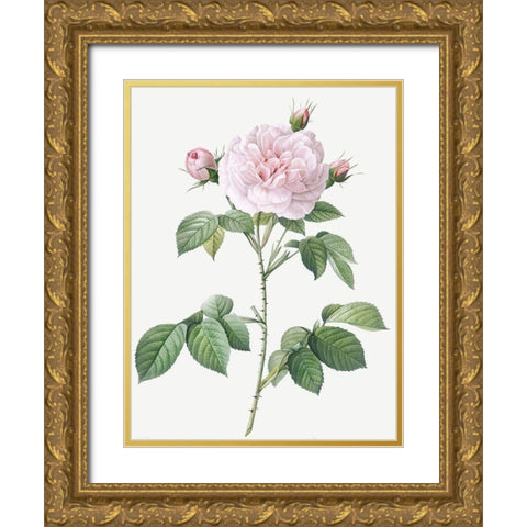Royal White Rose, Rosa alba regalis Gold Ornate Wood Framed Art Print with Double Matting by Redoute, Pierre Joseph
