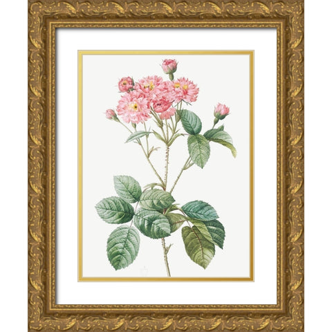 Carnation Petalled Variety of Cabbage Rose also known as Rose bush, Rosa Centifolia Caryophyllea Gold Ornate Wood Framed Art Print with Double Matting by Redoute, Pierre Joseph