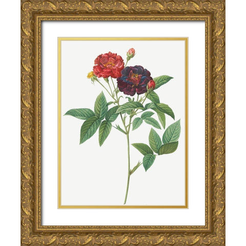 Rose of Van Eeden, Rosa gallica purpurea velutina, parva Gold Ornate Wood Framed Art Print with Double Matting by Redoute, Pierre Joseph