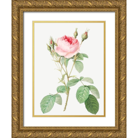 Double Moss Rose, Sparkling Rosebush with Double Flowers, Rosa muscosa multiplex Gold Ornate Wood Framed Art Print with Double Matting by Redoute, Pierre Joseph