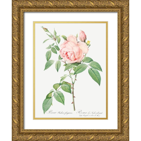 Rosa indica fragrans, Fragrant Rosebush Gold Ornate Wood Framed Art Print with Double Matting by Redoute, Pierre Joseph