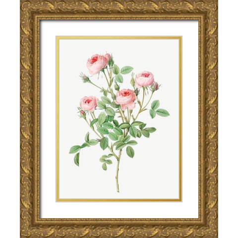 Burgundian Rose, Rosa pomponia Gold Ornate Wood Framed Art Print with Double Matting by Redoute, Pierre Joseph