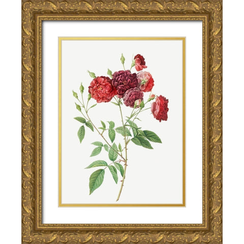 Ternaux Rose, Rosebush with almost violet flowers, Rosa indica subviolacea Gold Ornate Wood Framed Art Print with Double Matting by Redoute, Pierre Joseph
