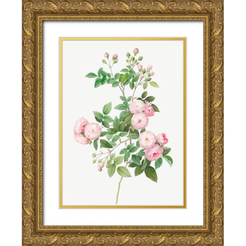 Flesh Pink Multiflora, Rosa multiflora carnea Gold Ornate Wood Framed Art Print with Double Matting by Redoute, Pierre Joseph