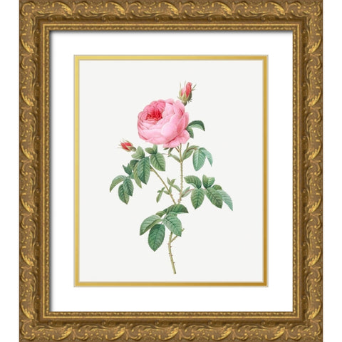 Burgundy Cabbage Rose, the Hundred-Leaves of Bordeaux, Rosa centifolia urgundiaca Gold Ornate Wood Framed Art Print with Double Matting by Redoute, Pierre Joseph