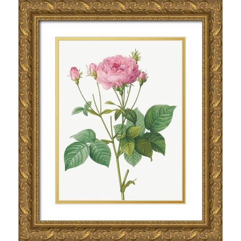 Rosa Gallica Granules, Rosebush of France with Pomegranate Gold Ornate Wood Framed Art Print with Double Matting by Redoute, Pierre Joseph