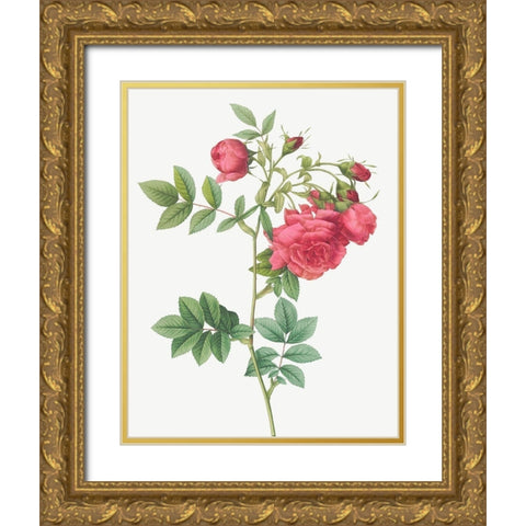 Turnip Roses, Rosa rapa Gold Ornate Wood Framed Art Print with Double Matting by Redoute, Pierre Joseph
