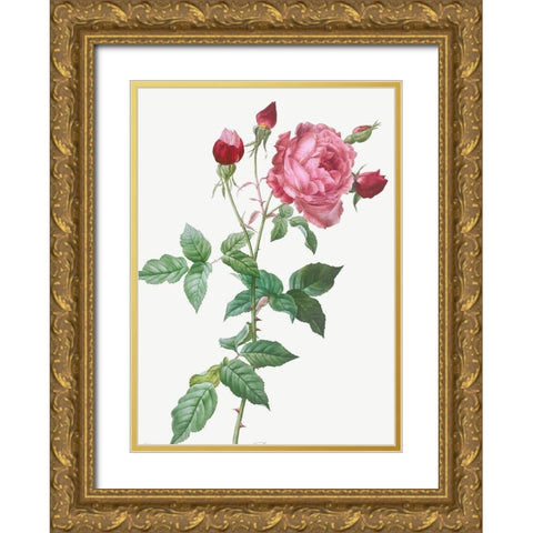 Provence Rose, Rosa indica Gold Ornate Wood Framed Art Print with Double Matting by Redoute, Pierre Joseph