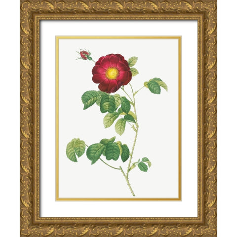 Simple Flowered French Rose, Rosa reclinata flore simplici Gold Ornate Wood Framed Art Print with Double Matting by Redoute, Pierre Joseph