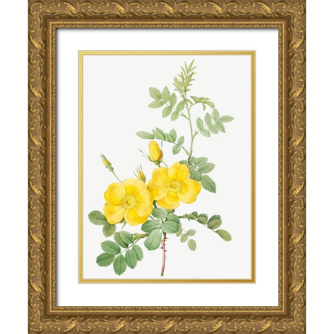 Sweetbriar Rose, Rosa rubignosa Gold Ornate Wood Framed Art Print with Double Matting by Redoute, Pierre Joseph