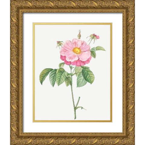Marbled or speckled Provins rose, Rosa gallica flore marmoreo Gold Ornate Wood Framed Art Print with Double Matting by Redoute, Pierre Joseph
