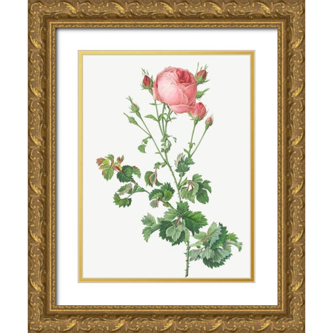 Celery Leaved Variety of Cabbage Rose, Rosa centifolia bipinnata Gold Ornate Wood Framed Art Print with Double Matting by Redoute, Pierre Joseph