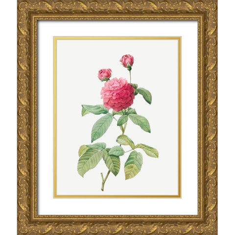 Purple Agatha, Little Violet Buttercup, Rosa gallica agatha, var Delphiniana Gold Ornate Wood Framed Art Print with Double Matting by Redoute, Pierre Joseph