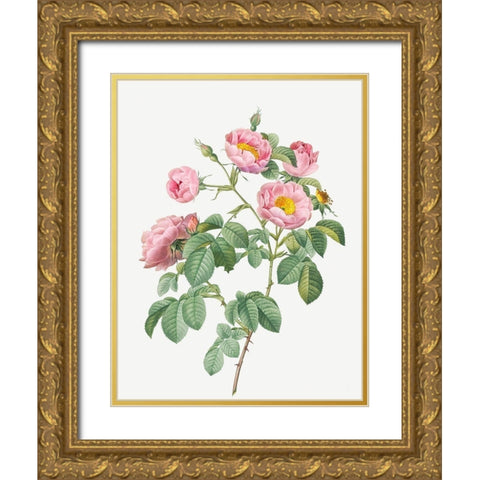 Tomentose Rose, Rosebush with Soft Leaves, Rosa mollissima Gold Ornate Wood Framed Art Print with Double Matting by Redoute, Pierre Joseph