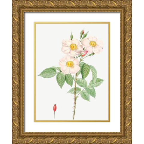 Damask Rose, Rosewood Rose Petal, Rosa damascena Gold Ornate Wood Framed Art Print with Double Matting by Redoute, Pierre Joseph
