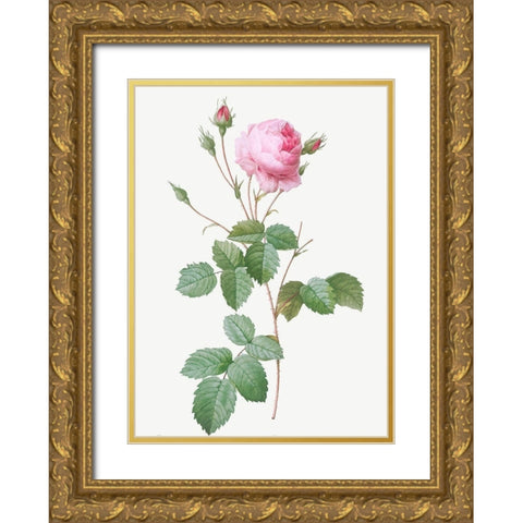 Crenate Leaved Cabbage Rose, Rosa centifolia crenata Gold Ornate Wood Framed Art Print with Double Matting by Redoute, Pierre Joseph
