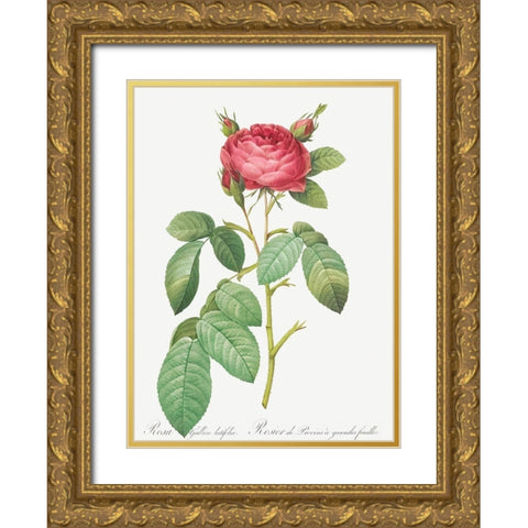 Gallic Rose, Rose of Provins with Large Leaves, Rosa gallica latifolia Gold Ornate Wood Framed Art Print with Double Matting by Redoute, Pierre Joseph