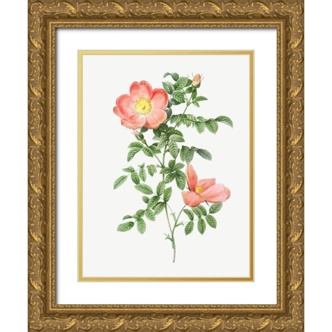Red sweet brier, Cherry Rosehip, Rosa eglanteria sub rubra Gold Ornate Wood Framed Art Print with Double Matting by Redoute, Pierre Joseph