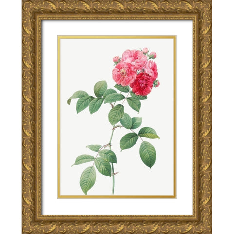 Seven Sisters Roses, Multiflora Rose with Large Leaves, Rosa multiflora platyphylla Gold Ornate Wood Framed Art Print with Double Matting by Redoute, Pierre Joseph