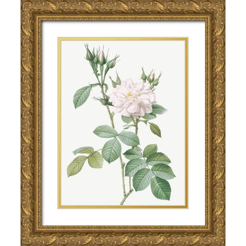 Autumn Damask Rose, Rosebush of the Four Seasons with White Flowers, Rosa bifera alba Gold Ornate Wood Framed Art Print with Double Matting by Redoute, Pierre Joseph