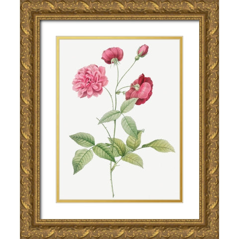 China Rose, Bengal Animating, Rosa indica dichotoma Gold Ornate Wood Framed Art Print with Double Matting by Redoute, Pierre Joseph