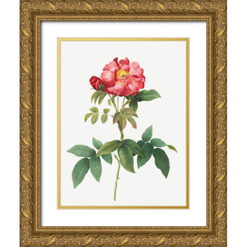 Bluish Leaved Provins Rose, Rosa gallica caerulea Gold Ornate Wood Framed Art Print with Double Matting by Redoute, Pierre Joseph