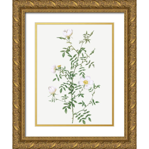 Myrtle Leaved Hedge Rose, Roses of Hayes with Myrtle Leaves, Rosa sepium Myrtifolia Gold Ornate Wood Framed Art Print with Double Matting by Redoute, Pierre Joseph