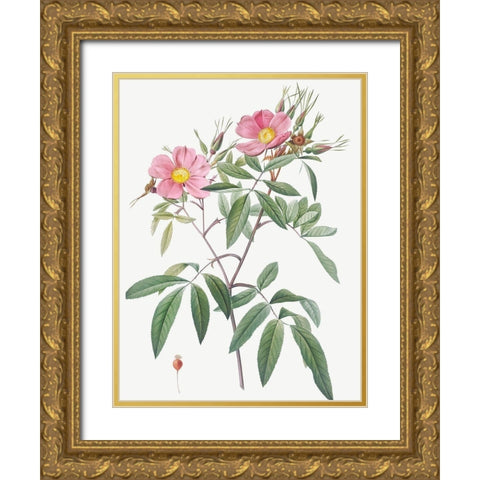 Swamp Rose, Hudson Rose with Willow Leaves, Rosa hudsoniana salicifolia Gold Ornate Wood Framed Art Print with Double Matting by Redoute, Pierre Joseph