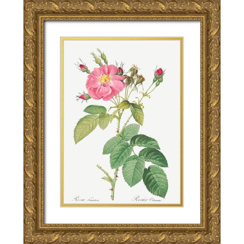 Harsh Downy Rose, Cotton Rose, Rosa tomentosa Gold Ornate Wood Framed Art Print with Double Matting by Redoute, Pierre Joseph