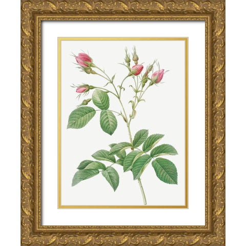 Evrats Rose with Crimson Buds, Rosa evratina Gold Ornate Wood Framed Art Print with Double Matting by Redoute, Pierre Joseph