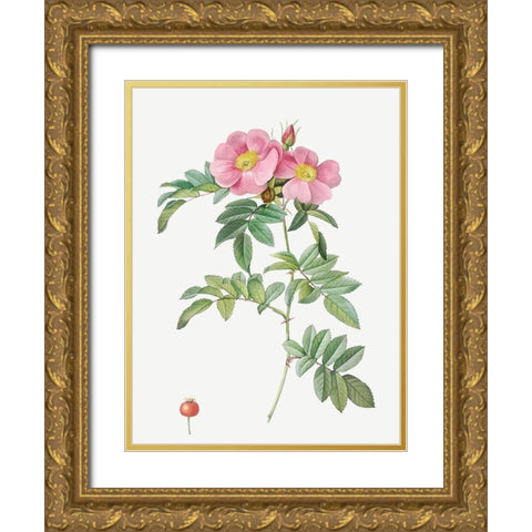 Rosa lucida, Shining Rose Gold Ornate Wood Framed Art Print with Double Matting by Redoute, Pierre Joseph