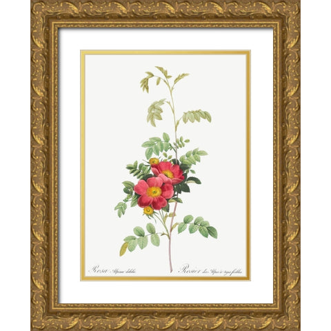 Alpine Rose, Rosebush of Alpes with Weak Stems, Rosa alpina debilis Gold Ornate Wood Framed Art Print with Double Matting by Redoute, Pierre Joseph