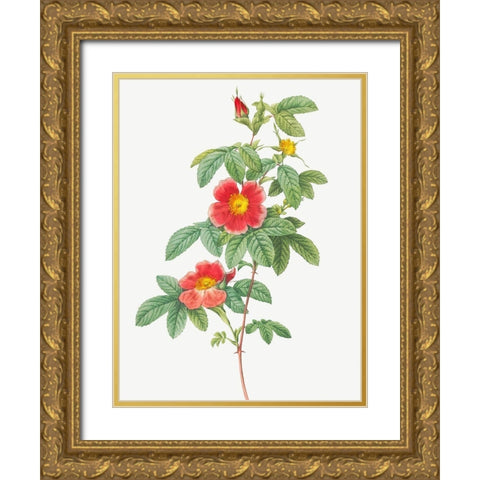 Rosa majalis, Single May Rose, Rosa Cinnamomea flore simplici Gold Ornate Wood Framed Art Print with Double Matting by Redoute, Pierre Joseph