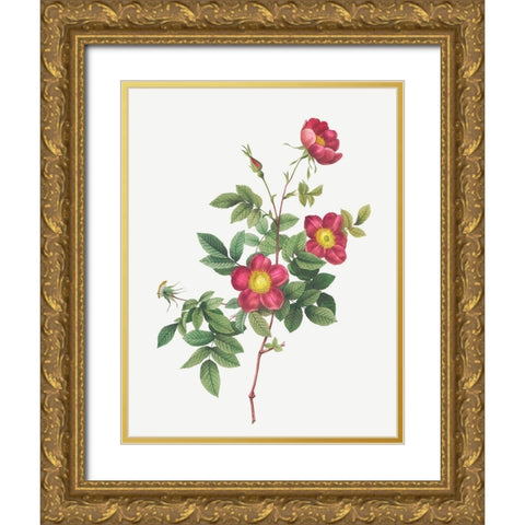 Alpine Rose, Common Alpine Rose Garden, Rosa Alpina vulgaris Gold Ornate Wood Framed Art Print with Double Matting by Redoute, Pierre Joseph