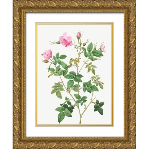 Wild Rose, Rosebush with small flowers, Rosa parviflora Gold Ornate Wood Framed Art Print with Double Matting by Redoute, Pierre Joseph