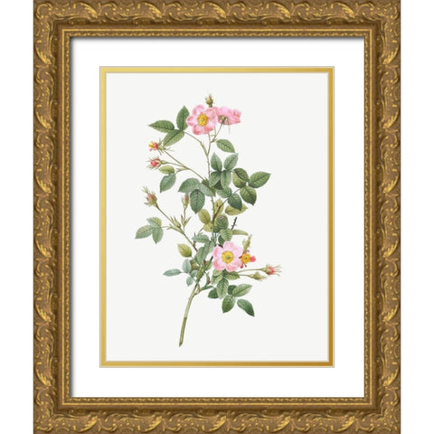 Pale Pink Pompon Rose, Rosa pomponia flore subsimplici Gold Ornate Wood Framed Art Print with Double Matting by Redoute, Pierre Joseph