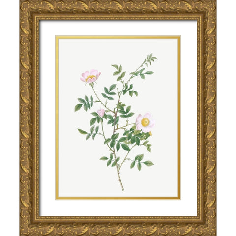 Pink Hedge Rose, Rosa sepium rosea Gold Ornate Wood Framed Art Print with Double Matting by Redoute, Pierre Joseph