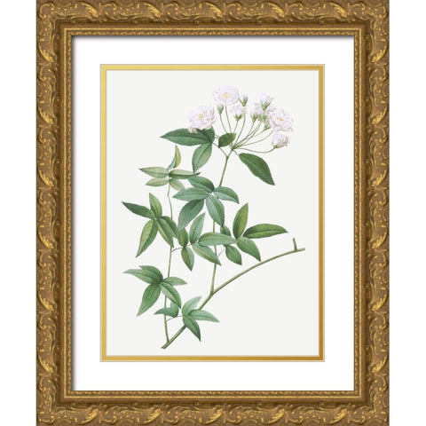 Lady Banks rose, Rosa banksiae Gold Ornate Wood Framed Art Print with Double Matting by Redoute, Pierre Joseph