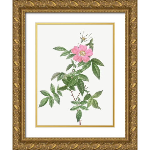 Boursault Rose, Rosa reclinata flore simplici Gold Ornate Wood Framed Art Print with Double Matting by Redoute, Pierre Joseph