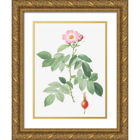 The Apple Rose, Rosa villosa Gold Ornate Wood Framed Art Print with Double Matting by Redoute, Pierre Joseph